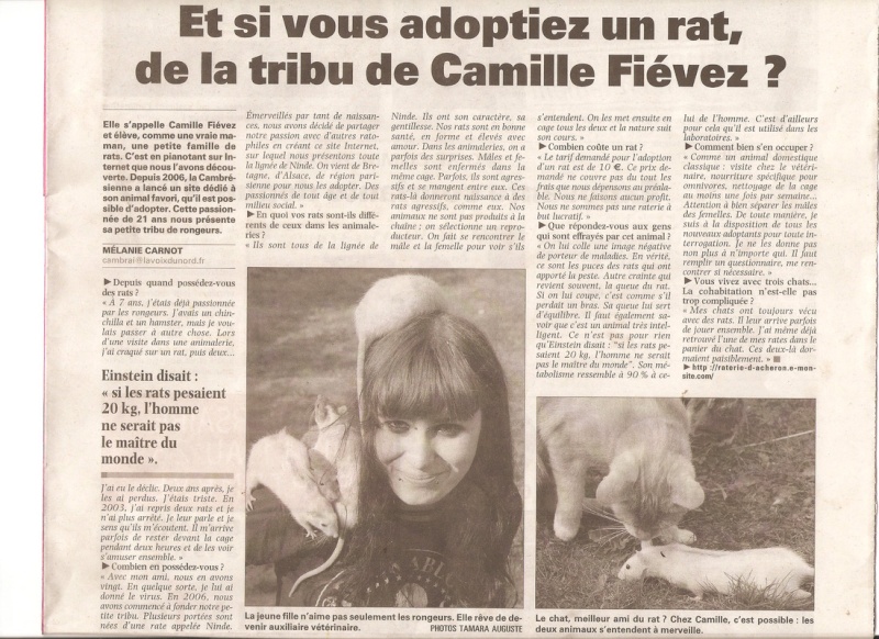 Et si vous adoptiez un rat de la tribu de Camille Fievez? La voix du Nord, Cambrai