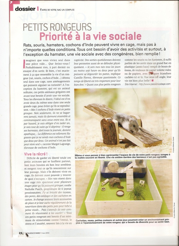 Dossier petits rongeurs, priorité à la vie sociale, 30 millions d'amis magazine, Camille Fievez, rats de compagnie